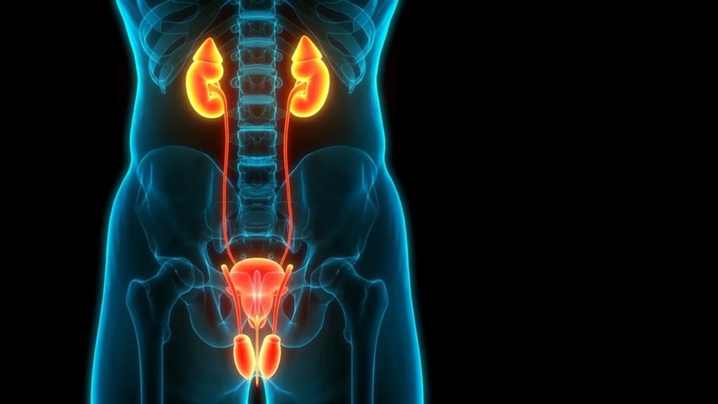 3D illustration of the kidneys, ureters and bladder for the Kidney & Urinary Tract Package in Sharjah